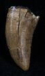 Nice Albertosaurus Tooth - Montana #12478-3